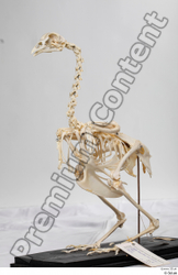 Skeleton Bird Animal photo references